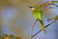 Зеленая щурка фото (Merops superciliosus) - изображение №1728 onbird.ru.<br>Источник: www.burrard-lucas.com
